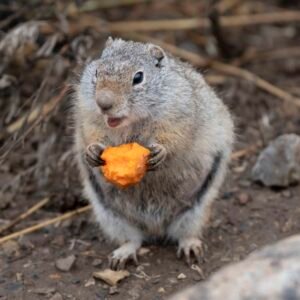 Franklin Ground Squirrel