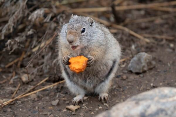 Franklin Ground Squirrel