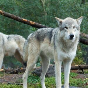 Grey Wolf