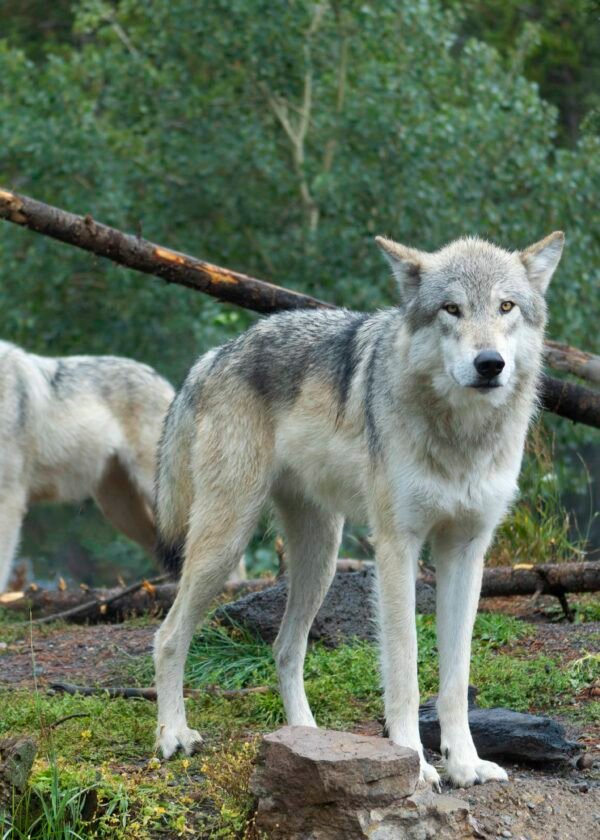 Grey Wolf