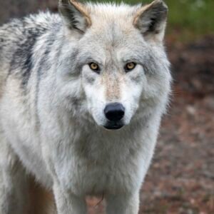 Wolf Profile