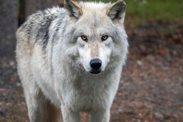 Wolf Profile
