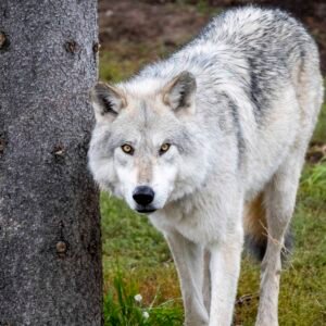Wolf Gaze