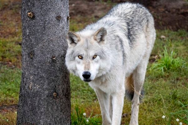 Wolf Gaze