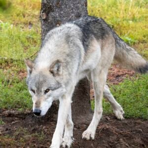 Wolf Stalk
