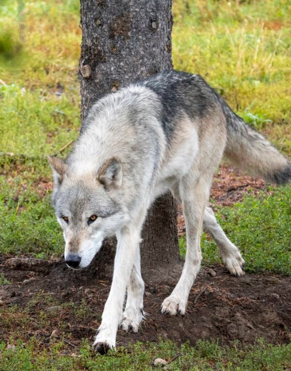 Wolf Stalk